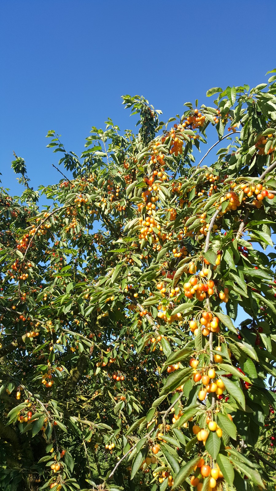 Abundant cherry harvest showing golden cherries on the trees