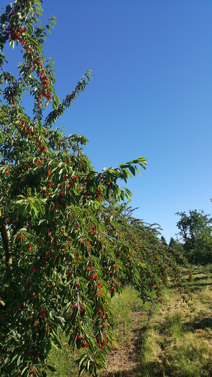 Cherry trees with ripe cherries at Bell Farms